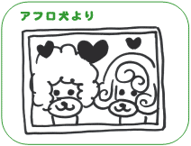 アフロ犬より