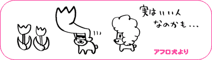 アフロ犬より