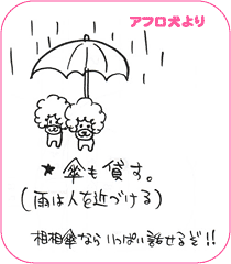 アフロ犬より