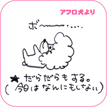 アフロ犬より