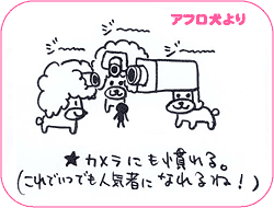 アフロ犬より