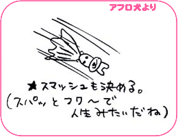 アフロ犬より