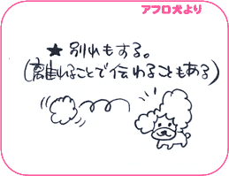 アフロ犬より
