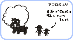 アフロ犬より