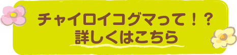 チャイロイコグマって！？詳しくはこちら